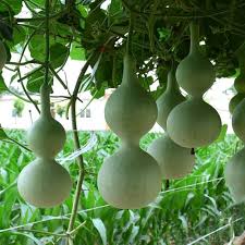 Image result for Lagenaria siceraria