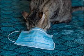 New findings from researchers at the sloan kettering institute suggest that cancer causes may be lurking in the molecule that bridges dna and protein. Seroprevalence Study Of Sars Cov 2 Infection In Domestic Cats