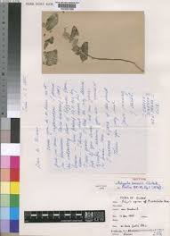 Image result for Polygala sadebeckiana