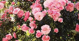 彷若村姑的 bonica 梨子的部落格 梨山阿生果園 痞客邦 floral wreath floral nature