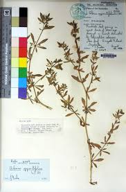 Image result for Glinus