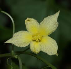 Image result for Momordica parvifolia