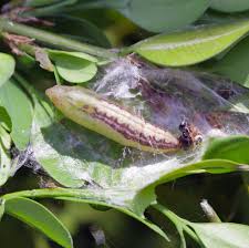 Image result for caterpillar box tree moth inside buxus plant