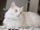 Turkish Angora Cats and Kittens for sale in the UK ...