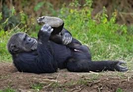 These are the top rated real world php examples of ext extracted from open source projects. Bahati The Chimpanzee Apes Gym Routine Windows Forum