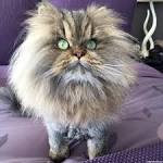 What breed of cat is this? | Yahoo Answers