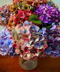 Not Found Hydrangea Flower Pretty Flowers Beautiful Flowers