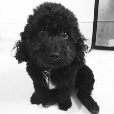 Black Bichon Frise Puppy Poochon Bichon Frise And Poodle Cross Bichon Poodle Mix Bichon Frise Bichon