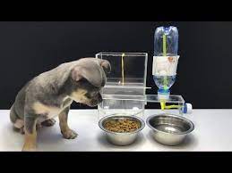 Diy Cat Food Dispenser From Cardboard At Home Youtube Dog Food Recipes Diy Dog Stuff Diy Cat Food
