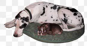 Doggie daycare is available monday through friday 7 am to 6 pm. Dog Daycare Pet Blue Collar Doggie Daycare Llc Child Care Png 1080x1080px Dog Area Box Child Care Dog Daycare Download Free