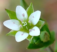 Image result for Cliffortia serpyllifolia