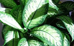 Sep 04, 2020 · boiling water can actually be a great way to get rid of the mint, but use it cautiously. How To Harvest Mint Without Killing The Plant