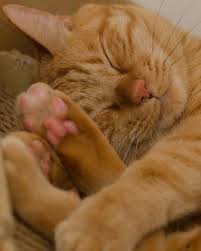 Goodnight And Sweet Dreams Guzel Kediler Tekir Kediler Sevimli Kediler