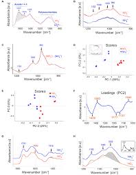 Maybe you would like to learn more about one of these? Frontiers Altered Cell Wall Plasticity Can Restrict Plant Growth Under Ammonium Nutrition Plant Science