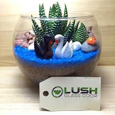 Amber Succulents Arrangement Mid Range Terrarium Succulent Terrarium Diy Succulent Terrarium Terrarium Diy