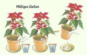 Moderne gardine farbverlauf im wohnzimmer. Weihnachtsstern Pflege Der Pflanze Pflanzenfreunde Com