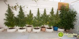 Now that you're ready to learn how to. Planning An Outdoor Cannabis Grow Philosopher Seeds