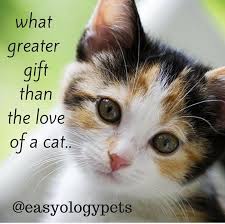 What Greater Gift Than The Love Of A Cat Easyologypets Kittens And Puppies Beautiful Cats Pictures Sleeping Animals