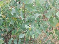 Image result for Gymnosporia senegalensis