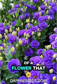 Image result for eustoma lisianthus in garden