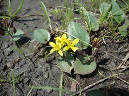 Image result for Eriospermum roseum