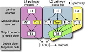 For example, if you enter the room and then sit down, the fan will go off when you don't want it to go off. Candidate Neural Substrates For Off Edge Motion Detection In Drosophila Sciencedirect