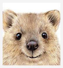 Quokka Print Nursery Baby Animals Printable Nursery Art Kids Etsy Baby Animals Quokka Animals