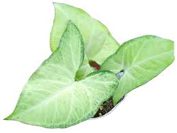 Image result for Syngonium podophyllum