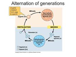 Maybe you would like to learn more about one of these? Moss Life Cycle Alternation Of Generations Zygote Created From Egg Sperm Ppt Download