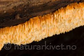 Image result for Pycnoporellus alboluteus