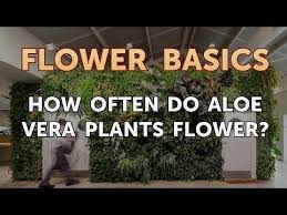 Only mature plants of at least four years of age will bloom, so if you see no flowers on aloe plants, it may simply be due to the plant's age. How Often Do Aloe Vera Plants Flower Youtube