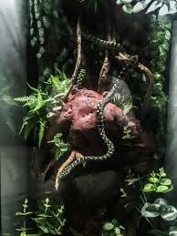 My Beautiful Diamond X Jungle Python Its Its Home Made Enclosure Animal Room Jungle Pet Cage