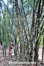 Image result for Bambusa balcooa
