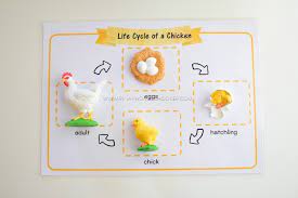 Chickens aren't the only ones unit activities for chickens aren't the only ones. Introducing The Life Cycle Of A Chicken To Preschoolers The Pinay Homeschooler