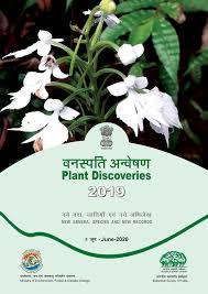 Image result for Lepidagathis pallescens