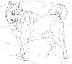 Feel free to print and color from the best 40+ husky puppy coloring pages at getcolorings.com. Husky Coloring Pages Best Coloring Pages For Kids Dog Coloring Page Puppy Coloring Pages Alaskan Husky