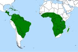 Image result for Genlisea africana