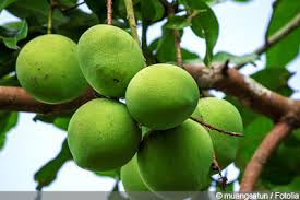 The maturation takes four to five months. Mangobaum Mango Pflanzen Und Pflege Gartendialog De