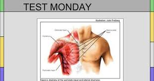 The extrinsic muscles of the shoulder include trapezius as the name would indicate, the levator scapulae mainly acts to elevate the scapula. Pin On Anatomy