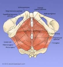 The Muscles In The Pelvic Floor Are A Functional Group Of Many Muscles That Are Truly The Foundation In 2020 Pelvic Floor Muscles Pelvic Floor Pelvic Floor Dysfunction