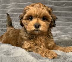 I fell in love with her immediately! Puppies By Design Online