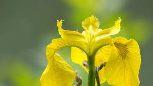 Yellow iris | The Wildlife Trusts