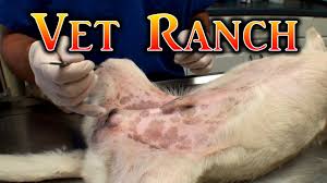 In general, larger, older dogs experience a longer recovery period. Best Age To Neuter A Dog Lovetoknow