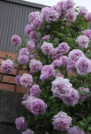 Purple Rose Climbing Fragrant Rosa Bush Ornamental Flowering Vine Plant 10  Fresh Seeds