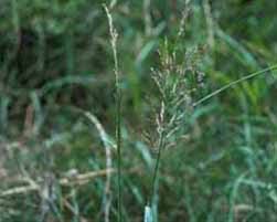 Image result for Agrostis products