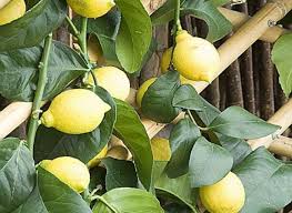 Fertiliser Le Citronnier Arbre Fruitier Jardin Fruitier Engrais Citronnier