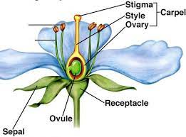 Flowers can be different shapes, sizes and colours, but they all. Male And Female Reproductive Organs Of A Flower Natural Science 3