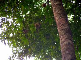 Image result for Voacanga thouarsii