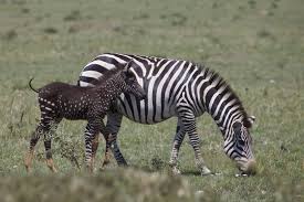 Zebras are more than just striped members of the horse family. Rare Black Spotted Zebra At Masai Mara Black Spotted Zebra At Mara