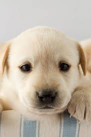 Puppy Portrait Of Cute Labrador Puppy Goldenretriever In 2020 Golden Retriever Breeder Golden Retriever Retriever